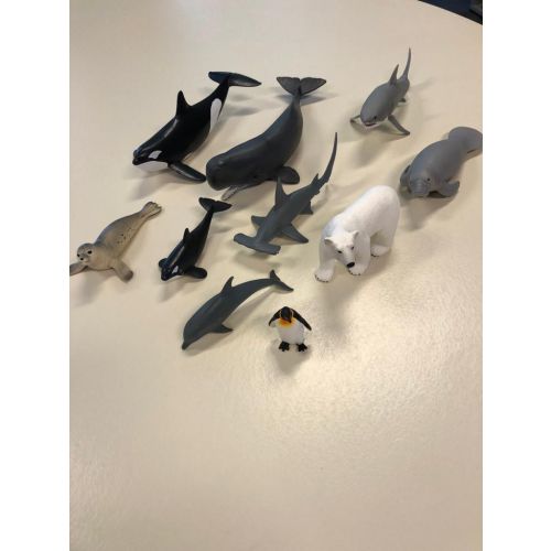 Zeedieren